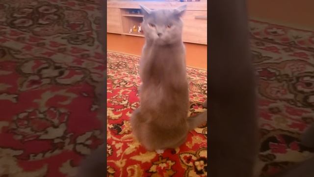 Кот хлопает в ладоши. Смотреть всем. ОЧЕНЬ СМЕШНО! смотреть онлайн