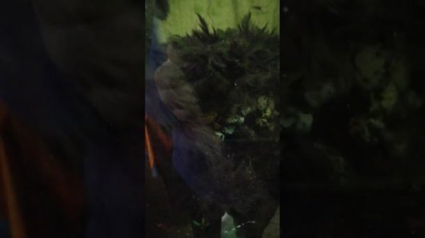 как ищут сомов в аквариуме в 2024 году!