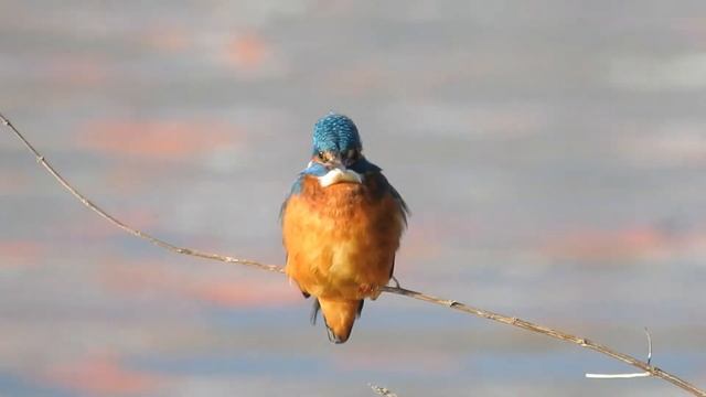 ledňáček říční Alcedo atthis 7 3 20 смотреть онлайн