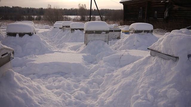 На пасеку. Зимнее турне по точкам. Первые потери пчелиных семей