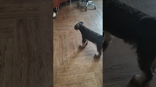 Что за страшная штуковина??!! #собакен #цвергшнауцер #собаки #dog #роботыпылесосы смотреть онлайн