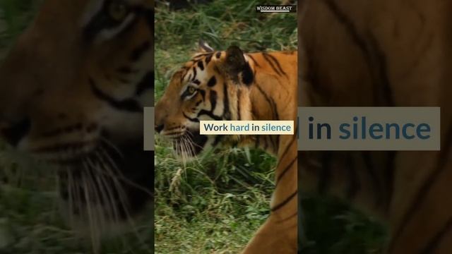Wisdom 361 #tiger #quotesoftheday #inspirationalspeech #wisdombeast #motivationalspeech смотреть онлайн
