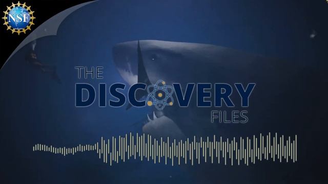 Megalodon, King of Sharks | Podcast смотреть онлайн