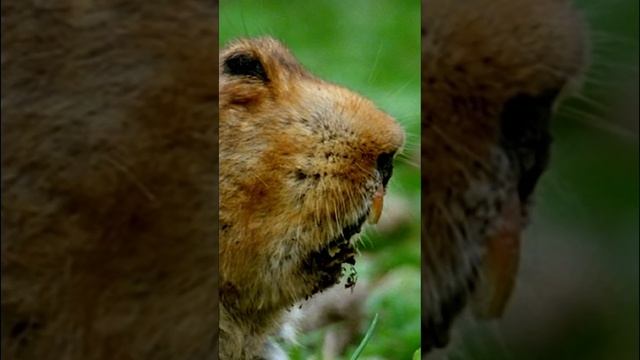 The Big-Headed Mole Rat really does have a large head! #AnimalFacts #NatGeoKids #AmazingAnimals смотреть онлайн