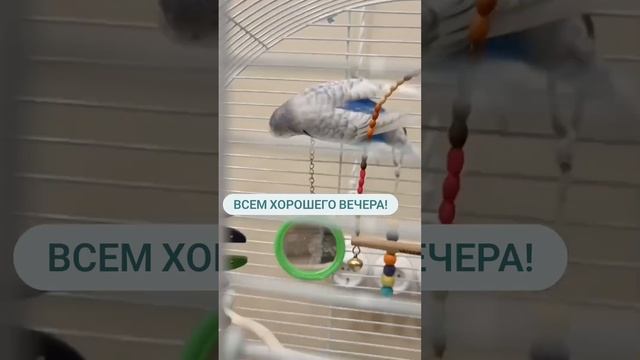 #волнистыйпопугай #попугай #зоомагазин #зоомагазинкотлео смотреть онлайн