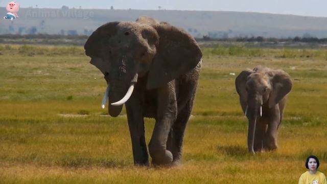 Super cute mother-child animal pairs: cat, camel, goat, deer, bird, duck - animal village смотреть онлайн