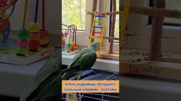 Первый самостоятельный выход из клетки ,Александрийский кольчатый попугай Alexandrian ringed parrot