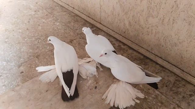 Северокавказские бойные голуби. Казахстан, г. Костанай 2019 г. смотреть онлайн