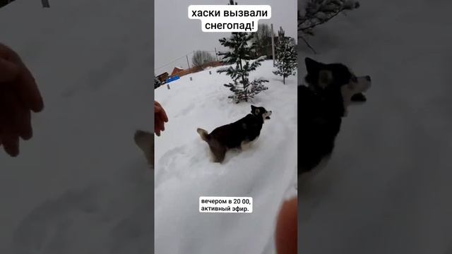 активное утро 10 #хаски #питомцы #собаки смотреть онлайн