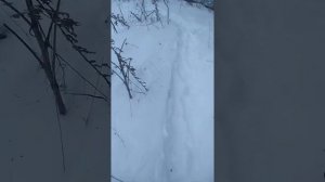 охота с подхода неудачная (пневматика)