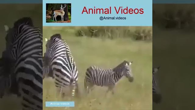 Взрослые животные | Mated animals | تزاوج الحيوانات смотреть онлайн