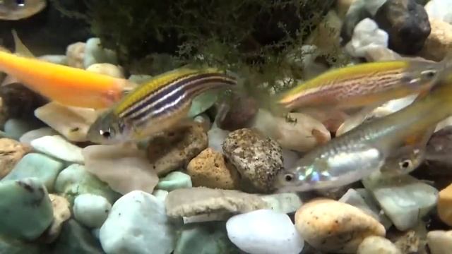 Данио-рерио #аква #рыбки #аквариум #lдляначинающих смотреть онлайн