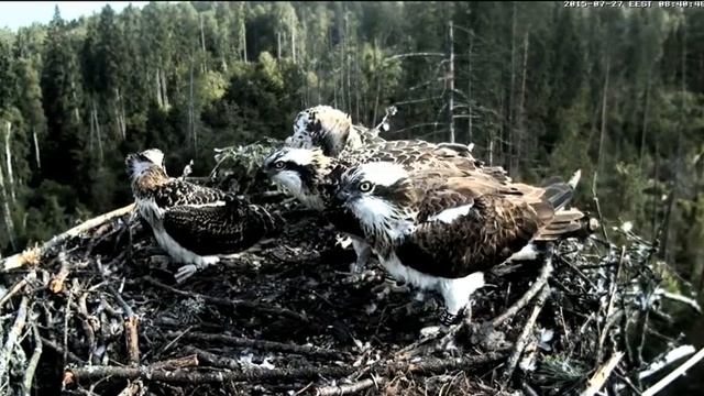 Скопа 2015 07 27 08 40 смотреть онлайн
