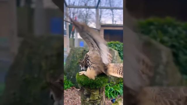 I love OWLS Terrified but I Love Em’ #shorts 🦉 смотреть онлайн