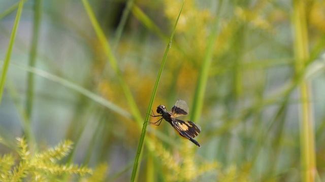 Rhyothemis variegata in the wind смотреть онлайн