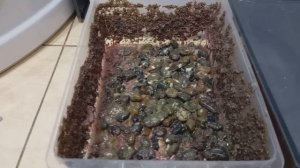 Трубочник Израильский. Разведение без поролона. часть-1