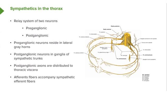 05. Thoracic Nerves