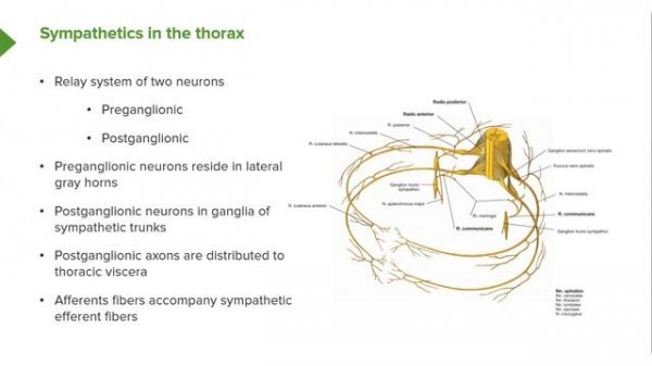 05. Thoracic nerves
