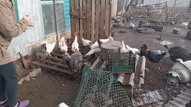 Как повысить оплодотворяемость у кур и отучить их от насиживания 😂 смотреть онлайн