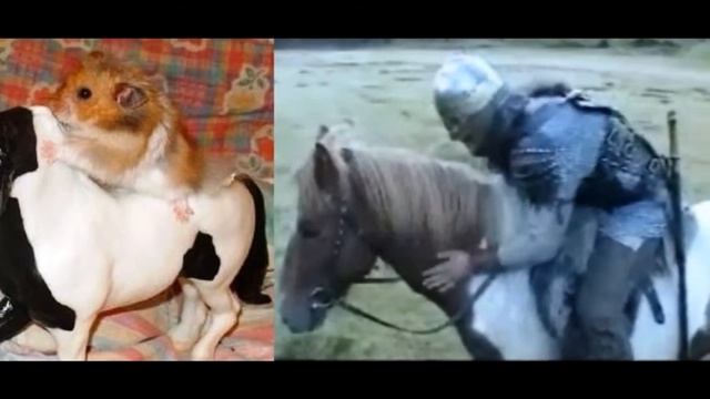 Любимый хомячок смотреть онлайн