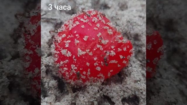 МУРАВЬИ Зачем они это делают ? ANTS Why are they doing this? смотреть онлайн