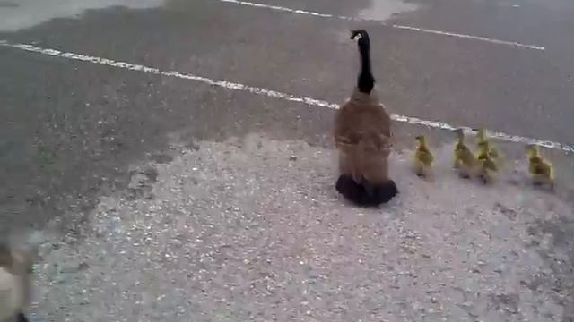 Crazy!!! Canada goose attack!!! смотреть онлайн