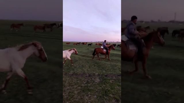 Бегущие лошади смотреть онлайн
