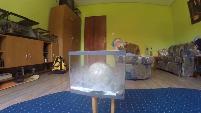 C.fimbriatus-Skull смотреть онлайн