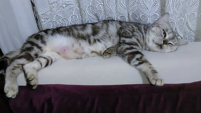 Кошачий сон))) смотреть онлайн