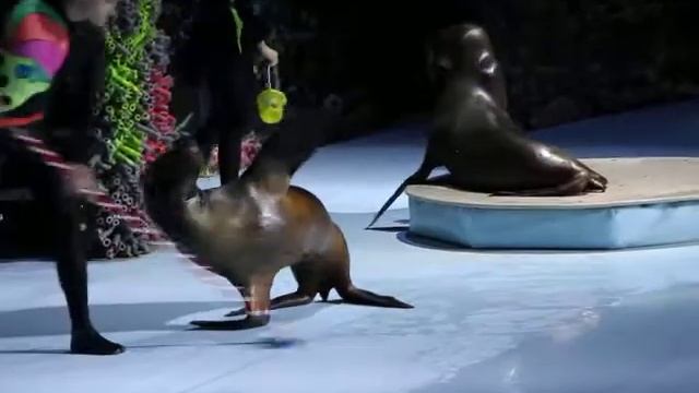 Новосибирск 06.03.20 Дельфинарий 01 смотреть онлайн