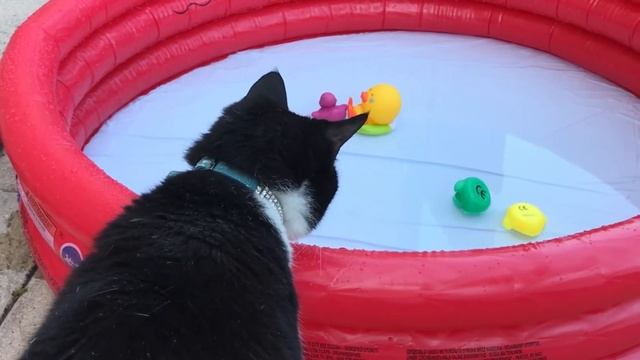 Snoopy the Glaswegian cat gets a new food bowl смотреть онлайн