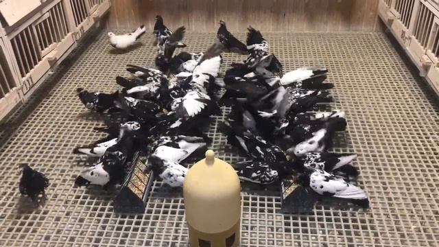 Чёрное перо смотреть онлайн