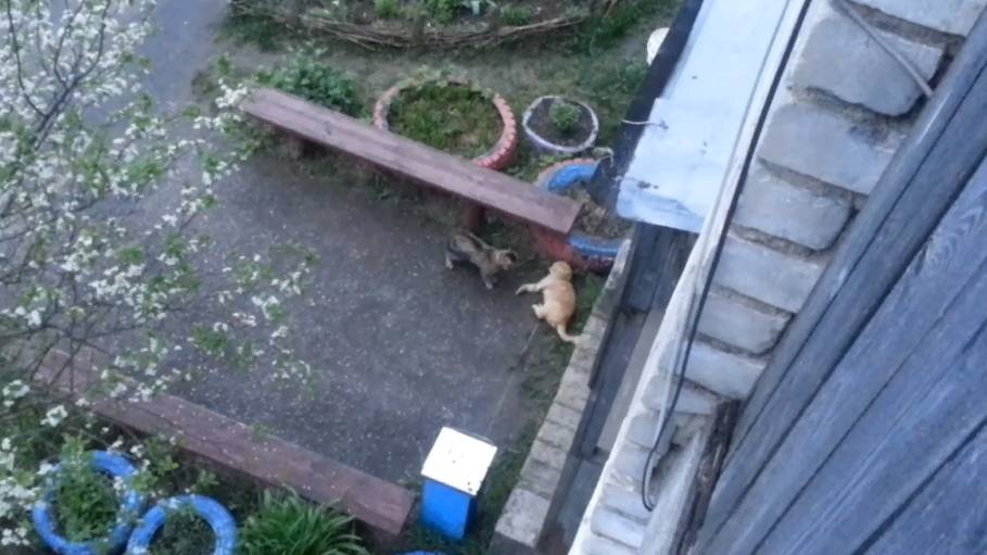 Кошачьи разборки смотреть онлайн