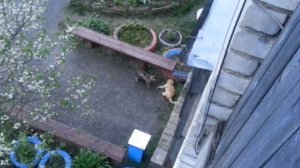 Кошачьи разборки