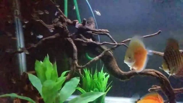 Discus and phantom tetra tank смотреть онлайн