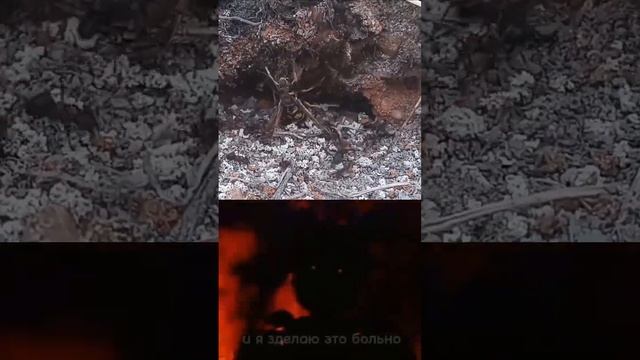 Оса залетела не туда и муравьи напали на неё. смотреть онлайн