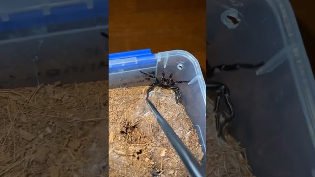 One of my funnel web spiders just moulted into a mature male смотреть онлайн