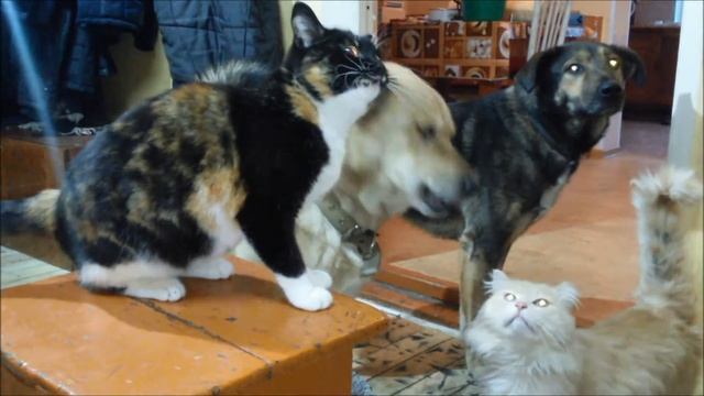 #shorts #Обучение кошек и собак 4КОШКИ 2СОБАКИ дрессировка часть 2 смотреть онлайн