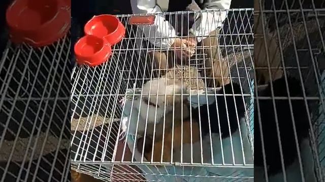 тернопiльський пташиний ринок6 смотреть онлайн
