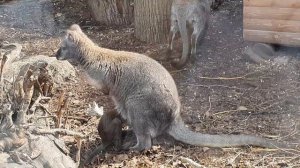 Детеныш КЕНГУРУ из Сумки Вышел
