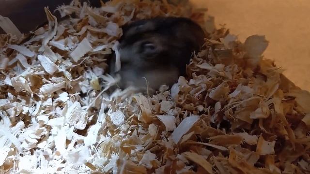 Cute Hamster Fluffs Woodchips in His Container смотреть онлайн