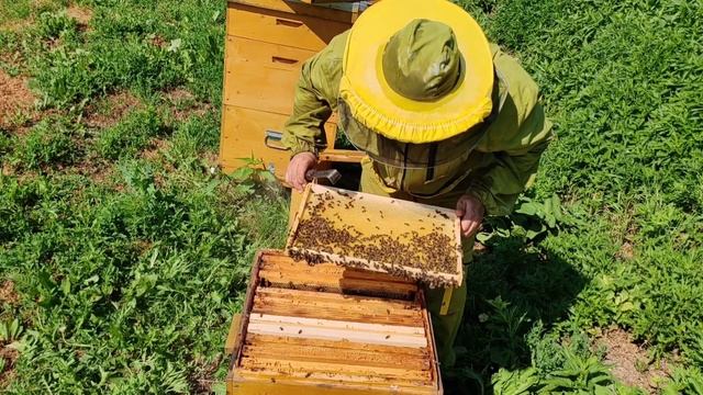 Замена Матки плодной на плодную! Постановка второго корпуса. Медосбор начинается! 🍯 смотреть онлайн
