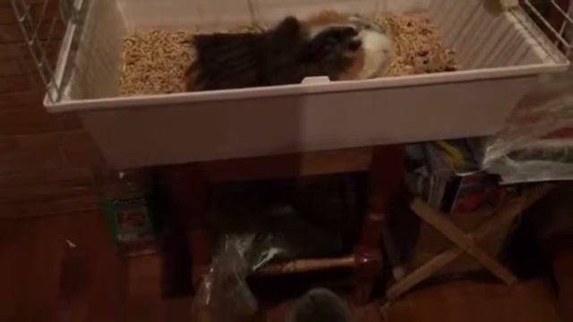 Знакомство кота Хаммера и свинки Пеппа смотреть онлайн