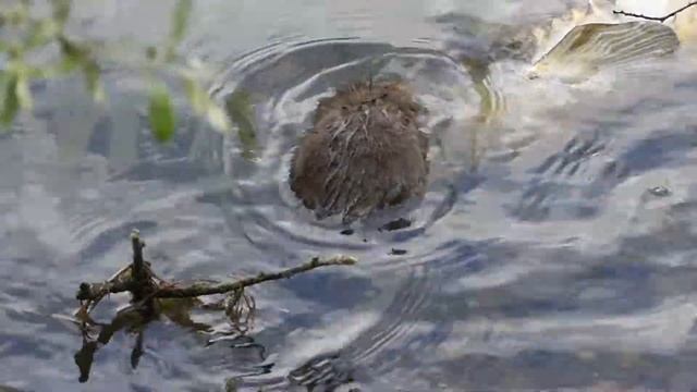 28.7.17 Rat musqué (Ondatra zibethicus, Muskrat) смотреть онлайн