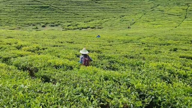 Cara panen teh teh Zaman Sekarang BUKAN Petik Teh смотреть онлайн