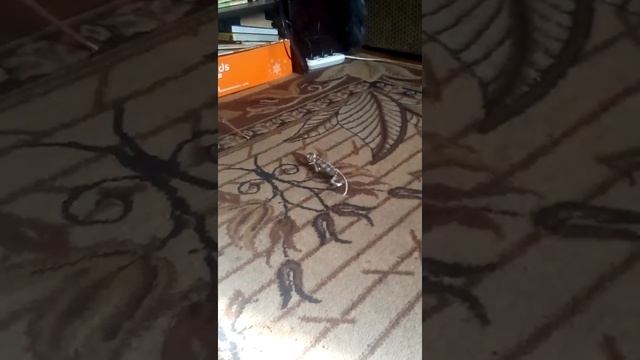 Хамелеон бежит домой смотреть онлайн