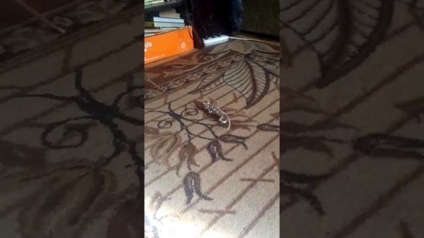 Хамелеон бежит домой