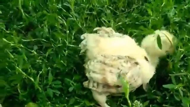 МОЙ ЛЮБИМЫЙ "ФАВЕРОЛЬ" ( МОИ ЦЫПЛЯТКА #22)/ My chickens #22 смотреть онлайн