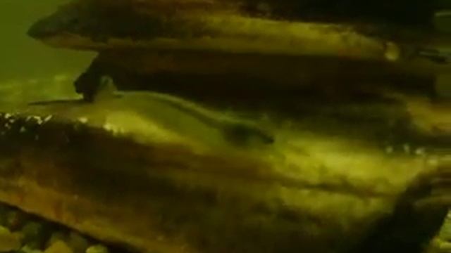 caridina japonica смотреть онлайн