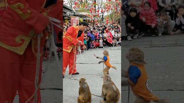 smart monkey #funny #prank #laugh #fun #jokes #crazy #viral #trending #life #enjoy #comedy #meme смотреть онлайн